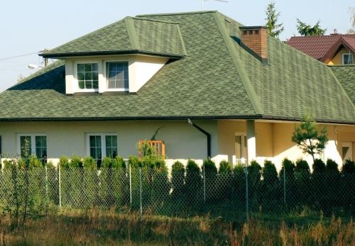 Zakładamy żywopłot