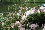Azalia (rododendron) - jeden z najpiękniejszych krzewów do ogrodu